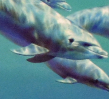 ДСП (дельфины)
